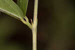 Sampson's snakeroot